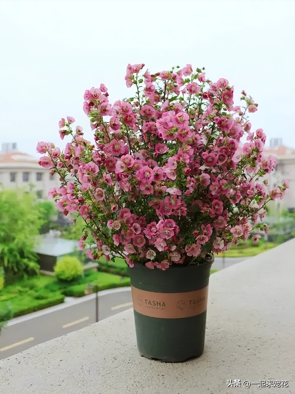 分享6种爱开花的“开花机器”，皮实好养适合新手，轻松开成花园