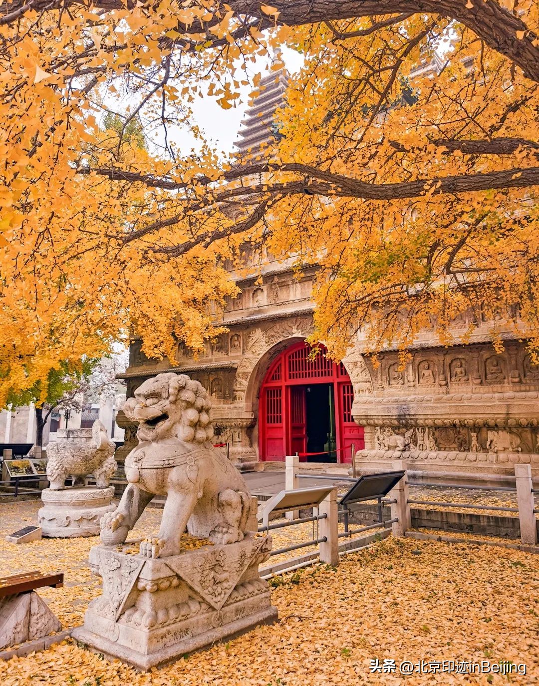 北京的秋朗读,北京的秋的夜晚