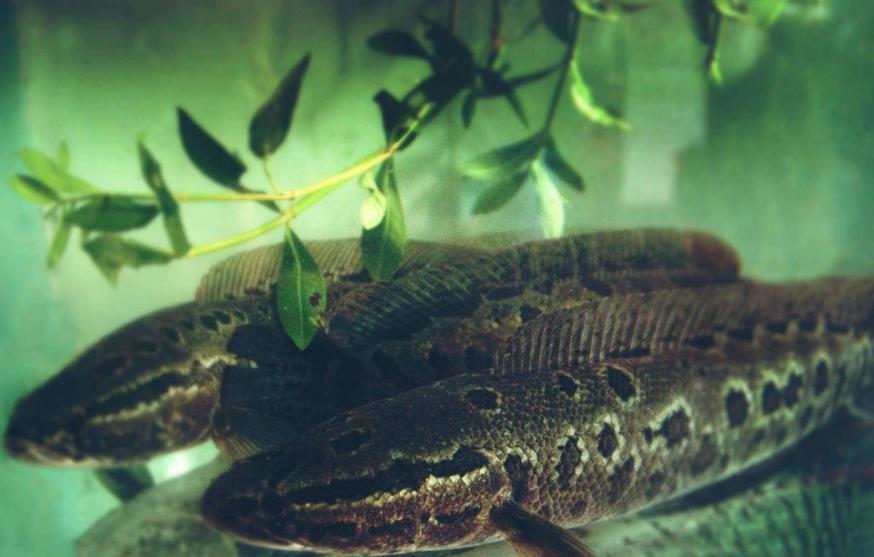 郭德纲有四不吃，分别为：牛、鸿雁、乌鱼、狗，为什么不吃呢？