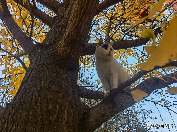 又入冬了还有遗憾吗,又到了瑟瑟发抖的季节