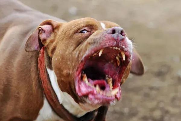 小女孩被恶犬咬原视频,被恶犬咬伤7岁女童状态平稳