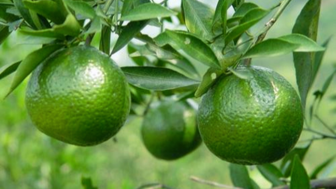 陈皮就是晒干的橘子皮？详解剧中高启强爱喝的陈皮茶