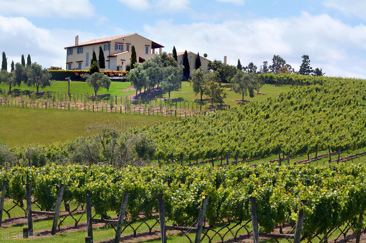 新西兰长相思红酒价格,新西兰销量最高的长相思