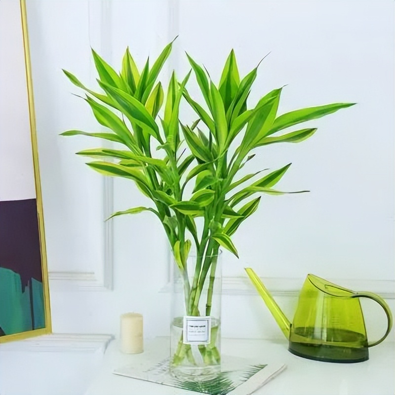 招财纳福多肉盆栽,家里养什么盆栽纳福