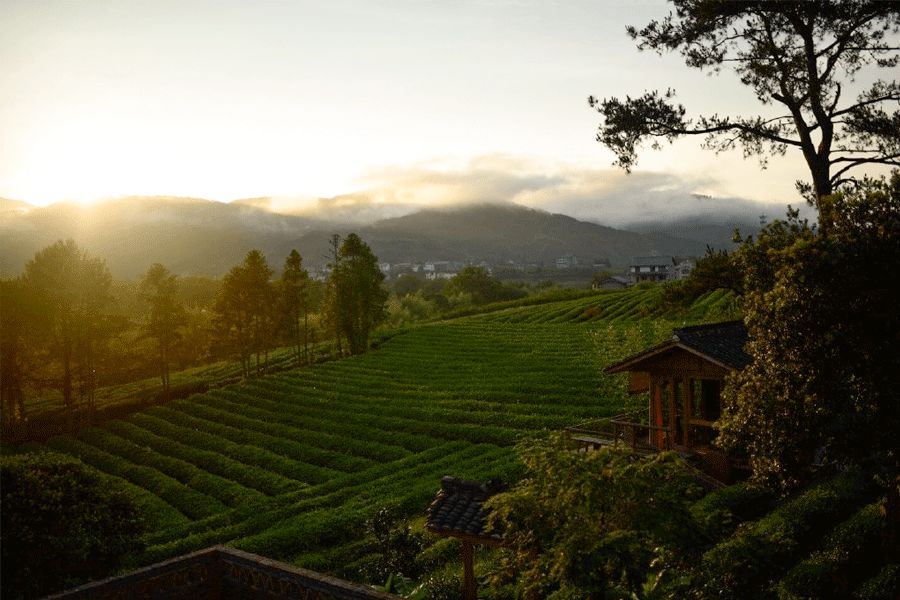 处暑的读音,处暑节气