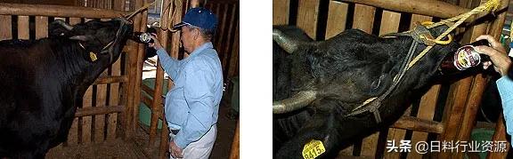 日本和牛为什么叫和牛,日本和牛为什么是雪花牛排