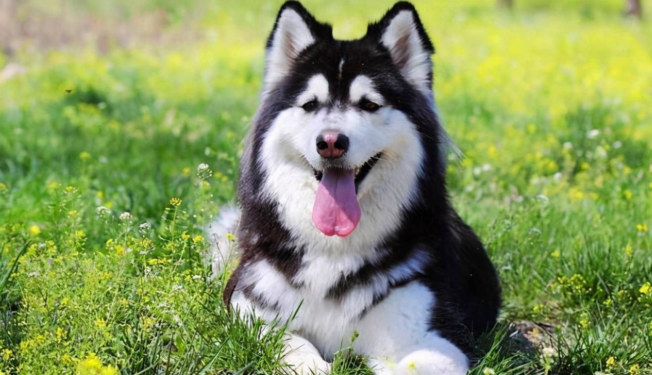 劝你不要养阿拉斯加！看完这几点你就知道为什么了