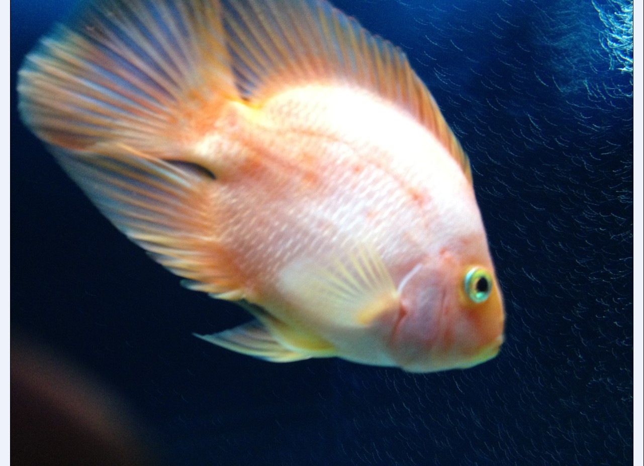 基因缺陷的人造杂交鱼，竟给台湾省赚到20亿外汇？背后真相太残忍