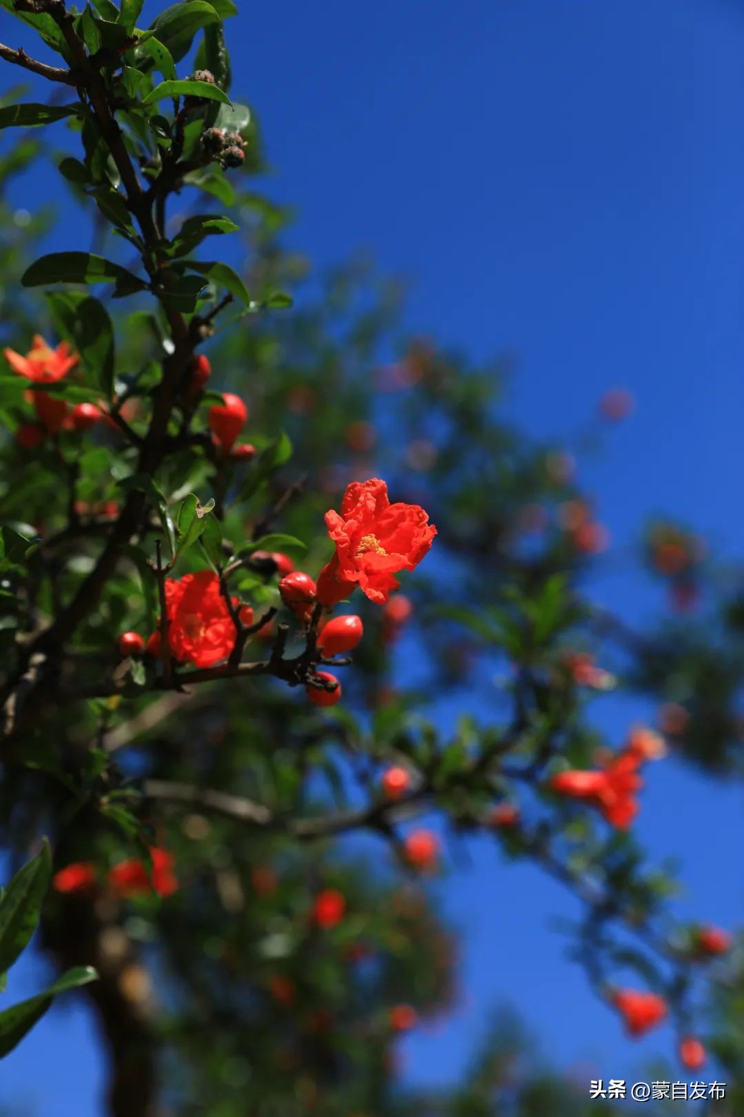 蒙自石榴在云南非常出名,有一种生活叫云南开远