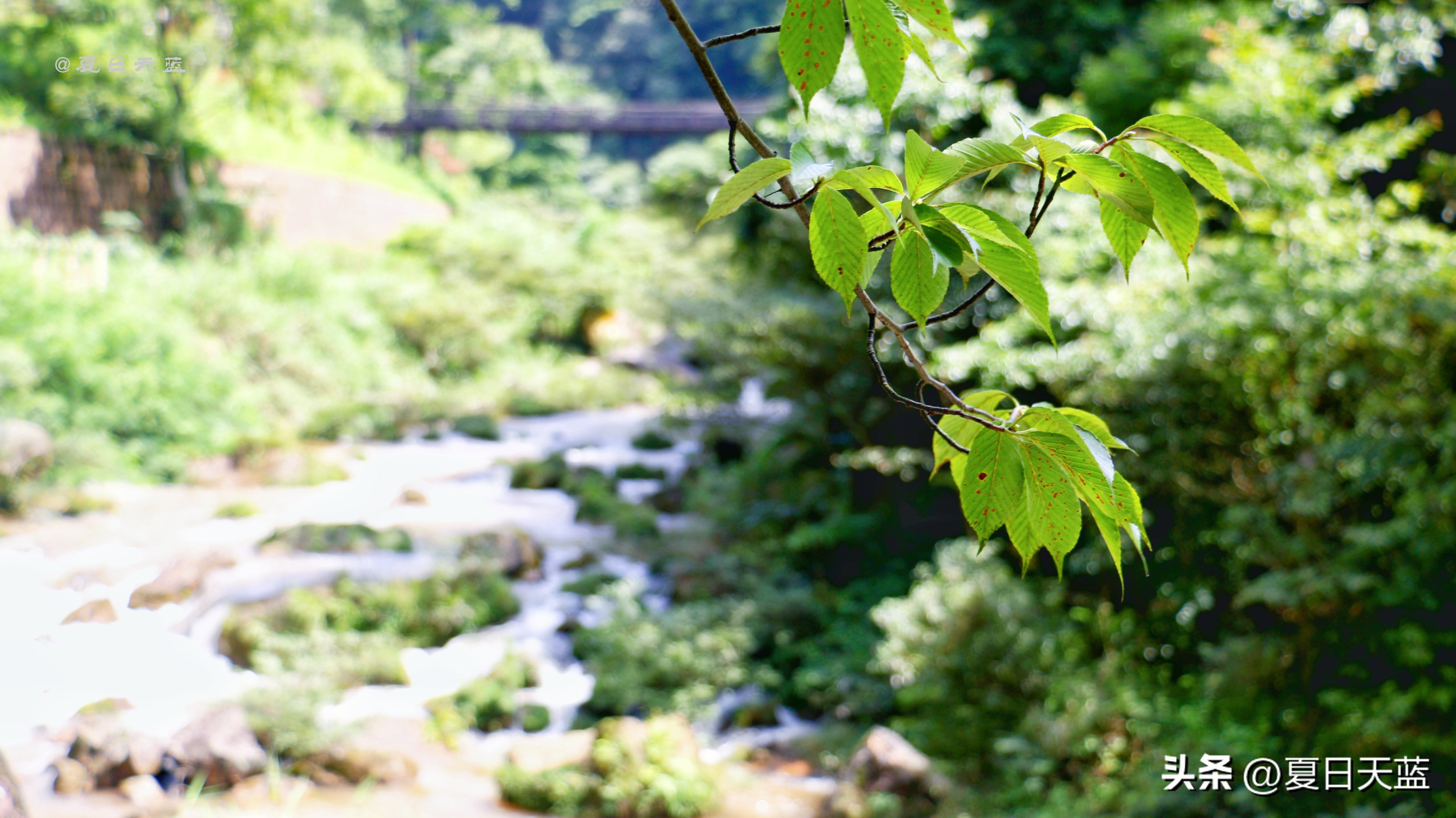 最新贵州赤水旅游攻略图,赤水市丙安古镇怎么游览