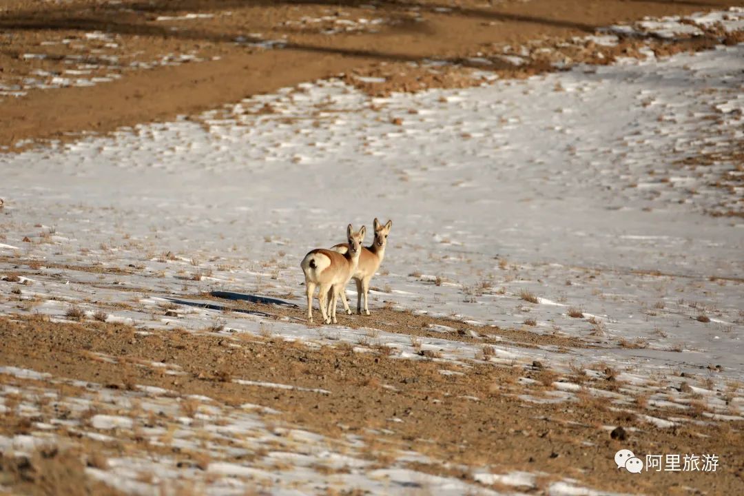 你永远可以相信迪丽热巴,你永远可以相信彝语的魅力