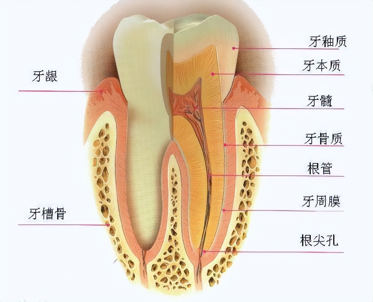 根管治疗对医生来说难不难,根管治疗都有啥费用