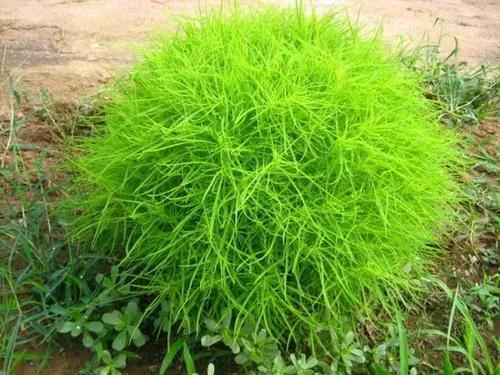 风滚草在美国泛滥成灾，入侵多条公路，为何在我国却难以长大？