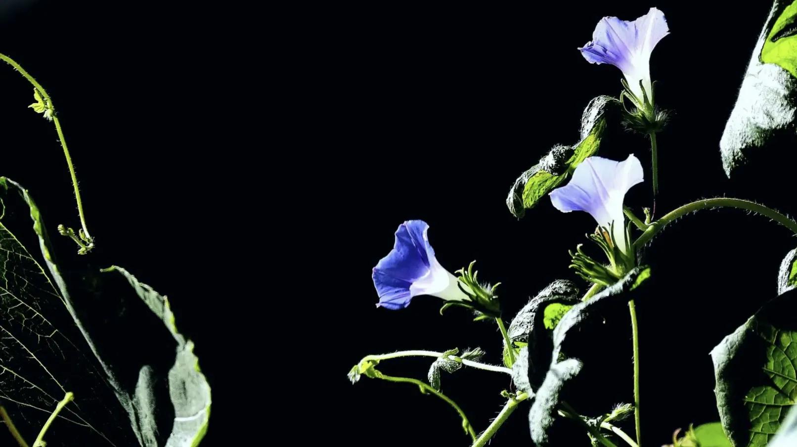 情人眼里出西施西施眼里出眼屎,什么人眼里出西施