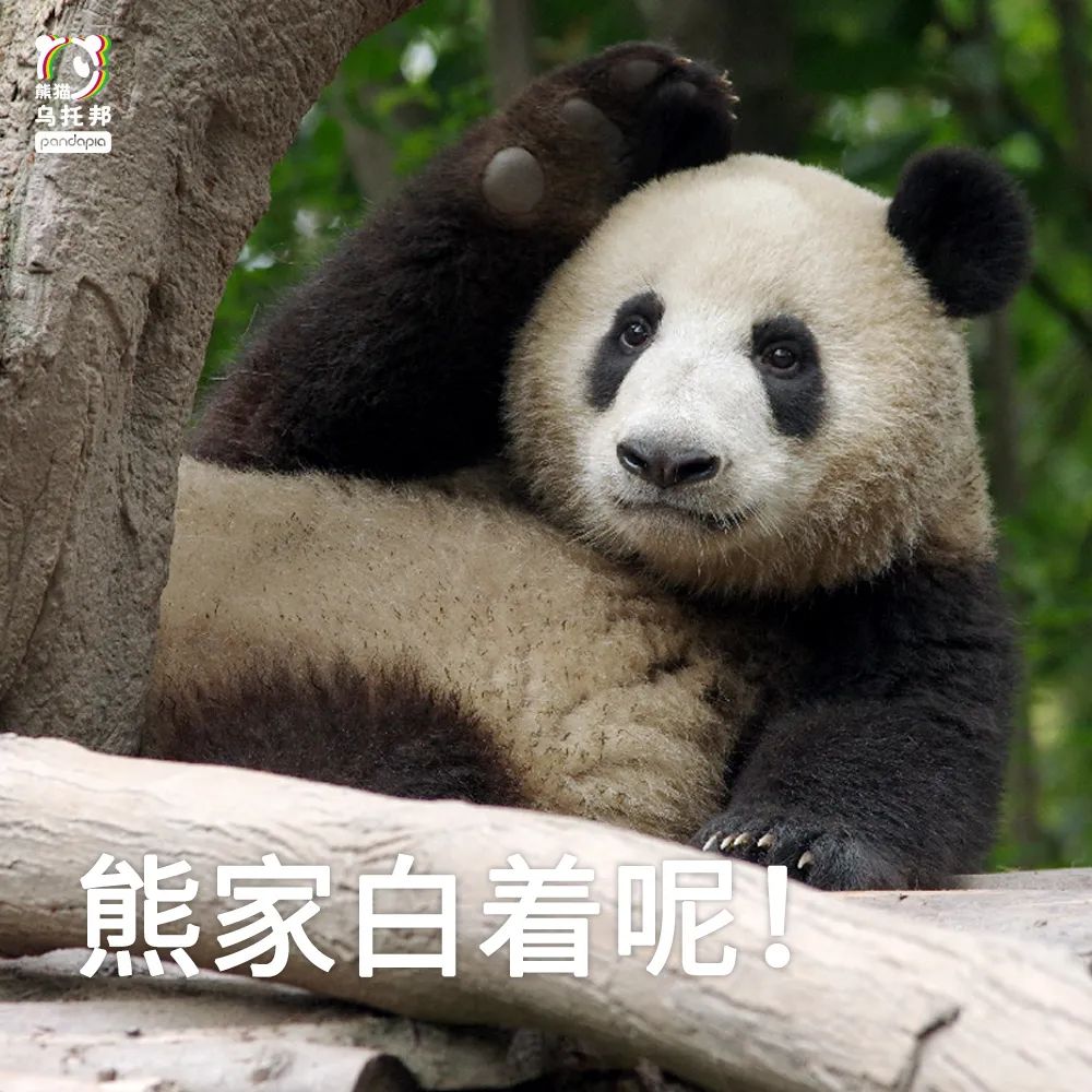 真正的熊猫和实际上的熊猫,最黑的熊猫是什么样子