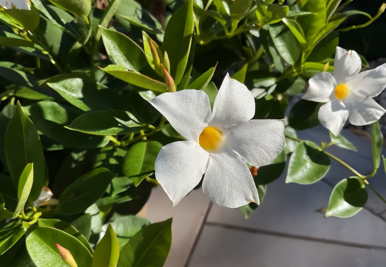 ipad第9代第二个显示屏,ipad第9代对比第10代屏幕