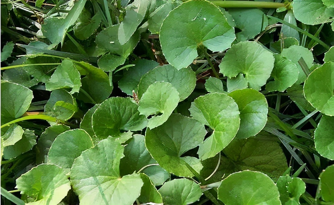 公园路边植物图片,路边的小植物有哪些