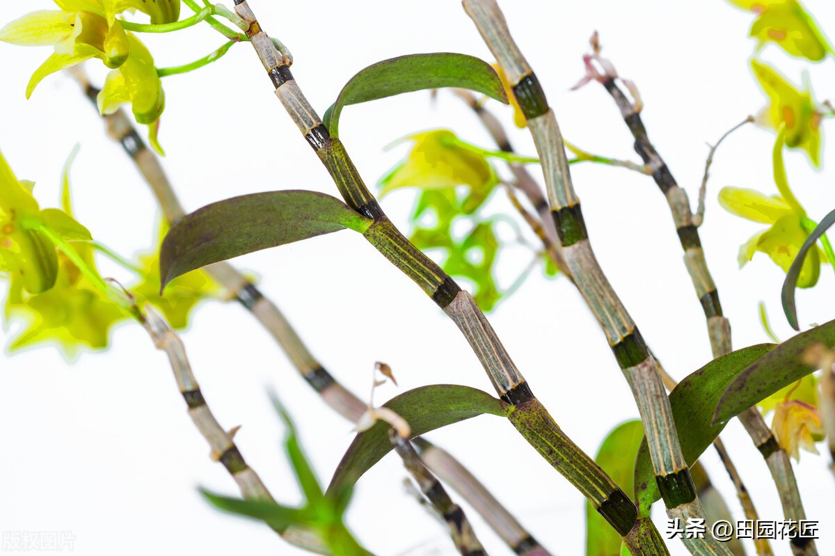 石斛花叶子发黄是什么原因,石斛开花后叶子发黄怎么回事