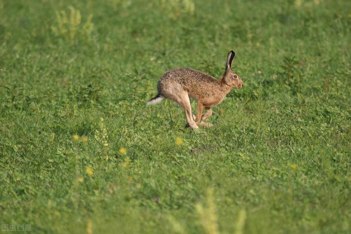 野兔危害庄稼怎样防治,野兔祸害过农作物之后的样子