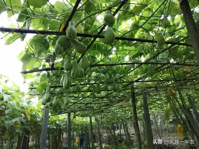 种植佛手瓜上顶可以盖遮光网吗,佛手瓜种植是种子好还是整瓜好