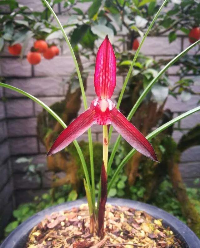 兰花品种大全四川,兰花品种鉴别方法