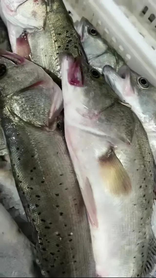 海鲜有什么品种的鱼类好吃,海鲜鱼类名字大全