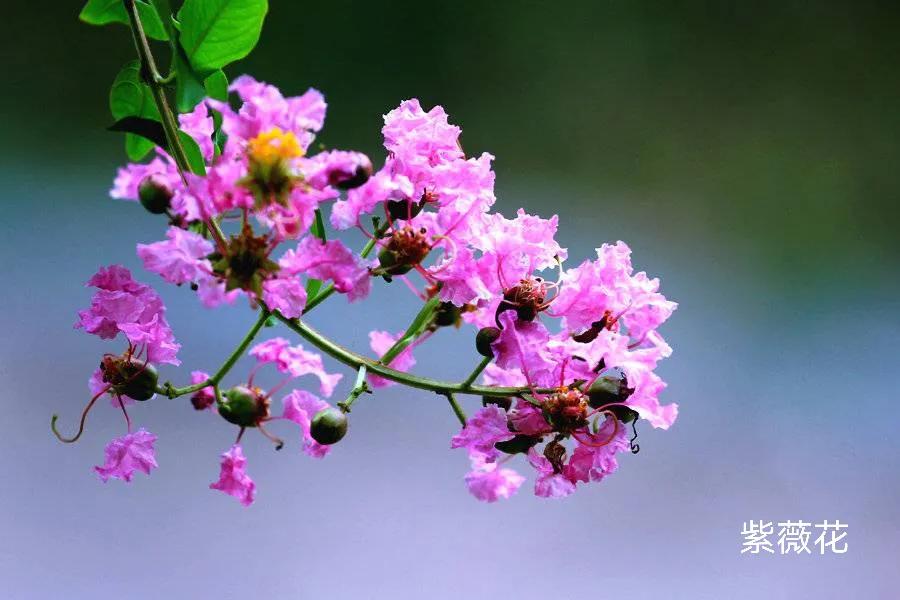 100种花草图片欣赏,50种花草图片大全