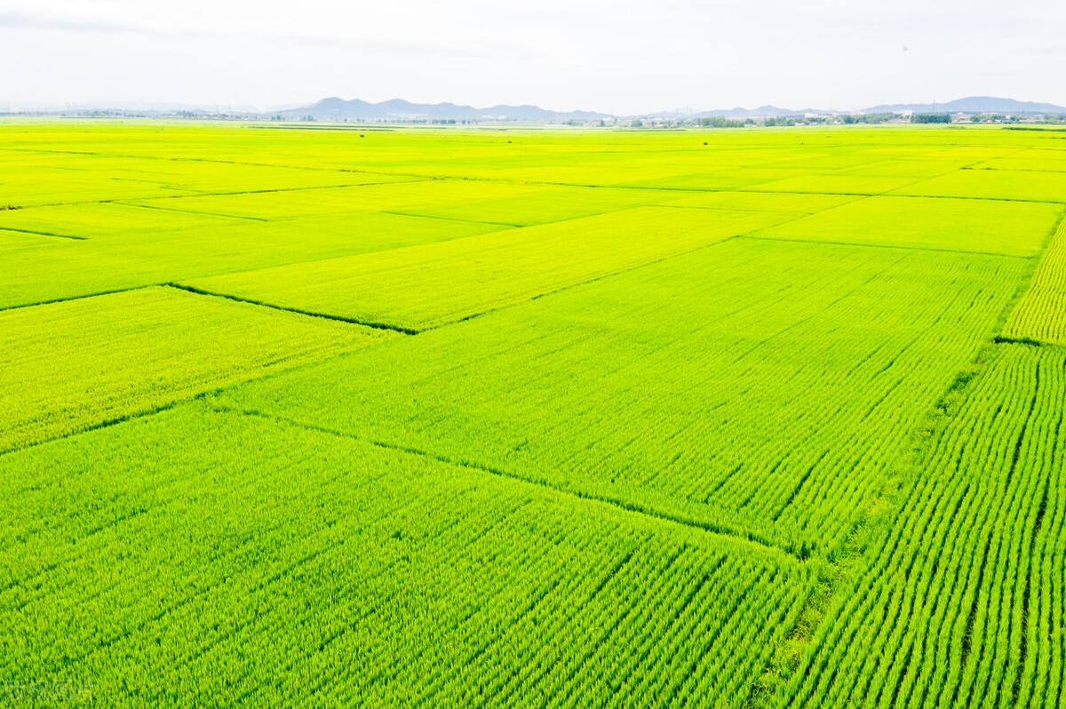 耕地统一耕种成大局,农村土地统一耕种已确定