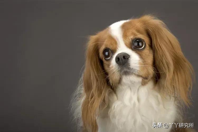 老年人最佳犬种,适合农村老人养的犬种