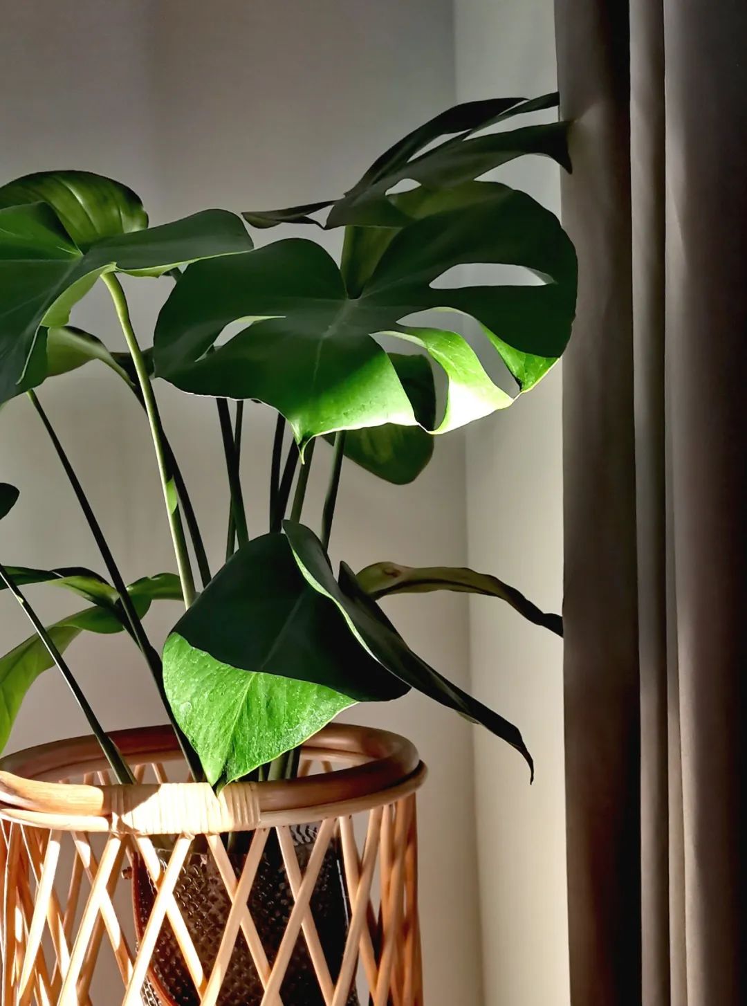 青白玉吊兰水培土培懒人好养活,9种超级好养的水培植物养护下集