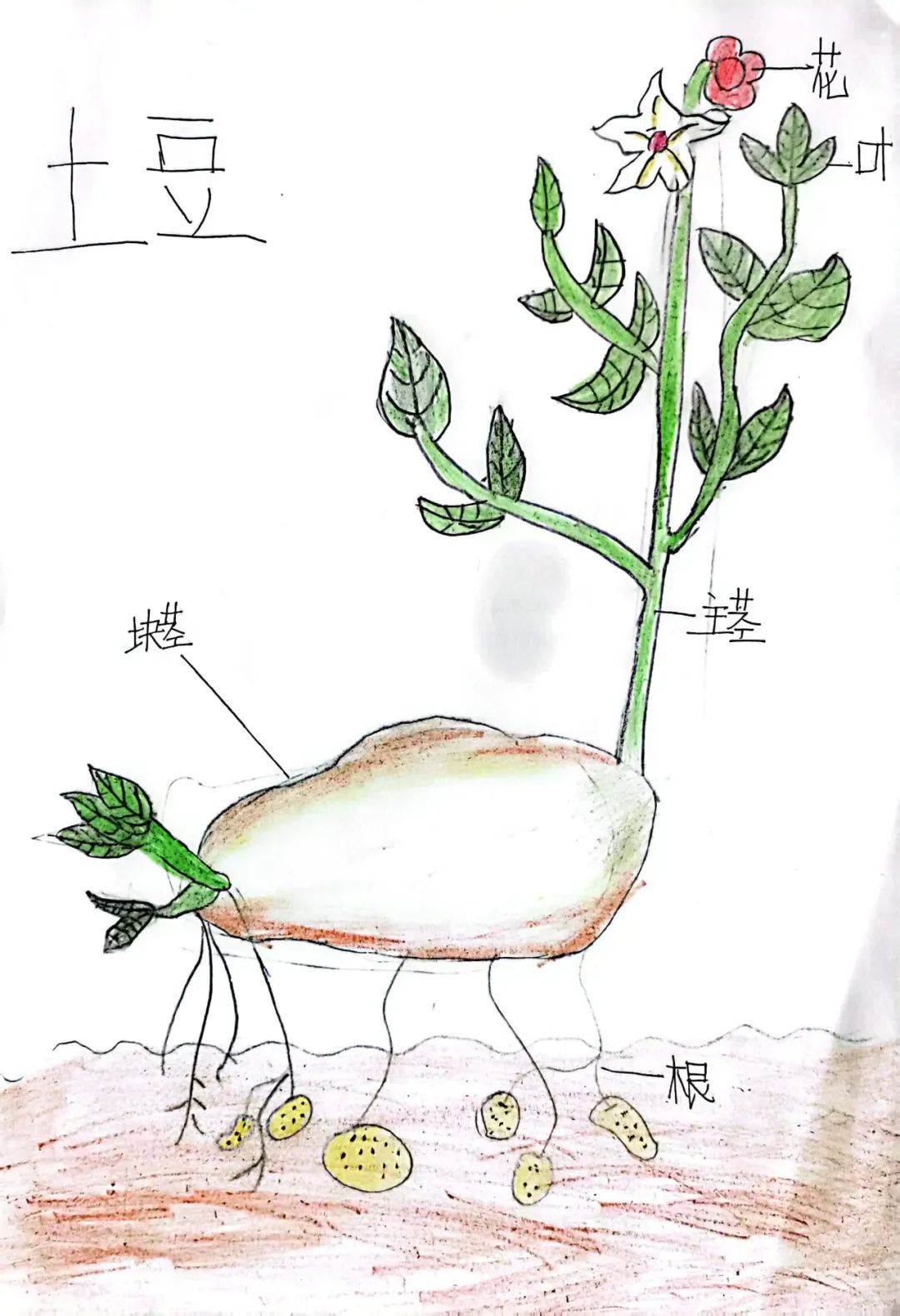 “土”露汗水“豆”耘童年——东风小学劳动教育实践活动之土豆丰收季