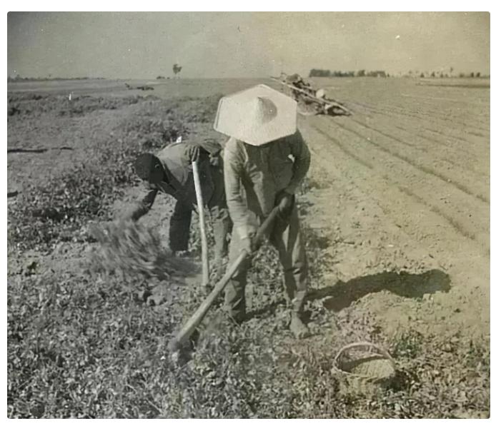 日本投降真实事件,日本投降前东北纪实