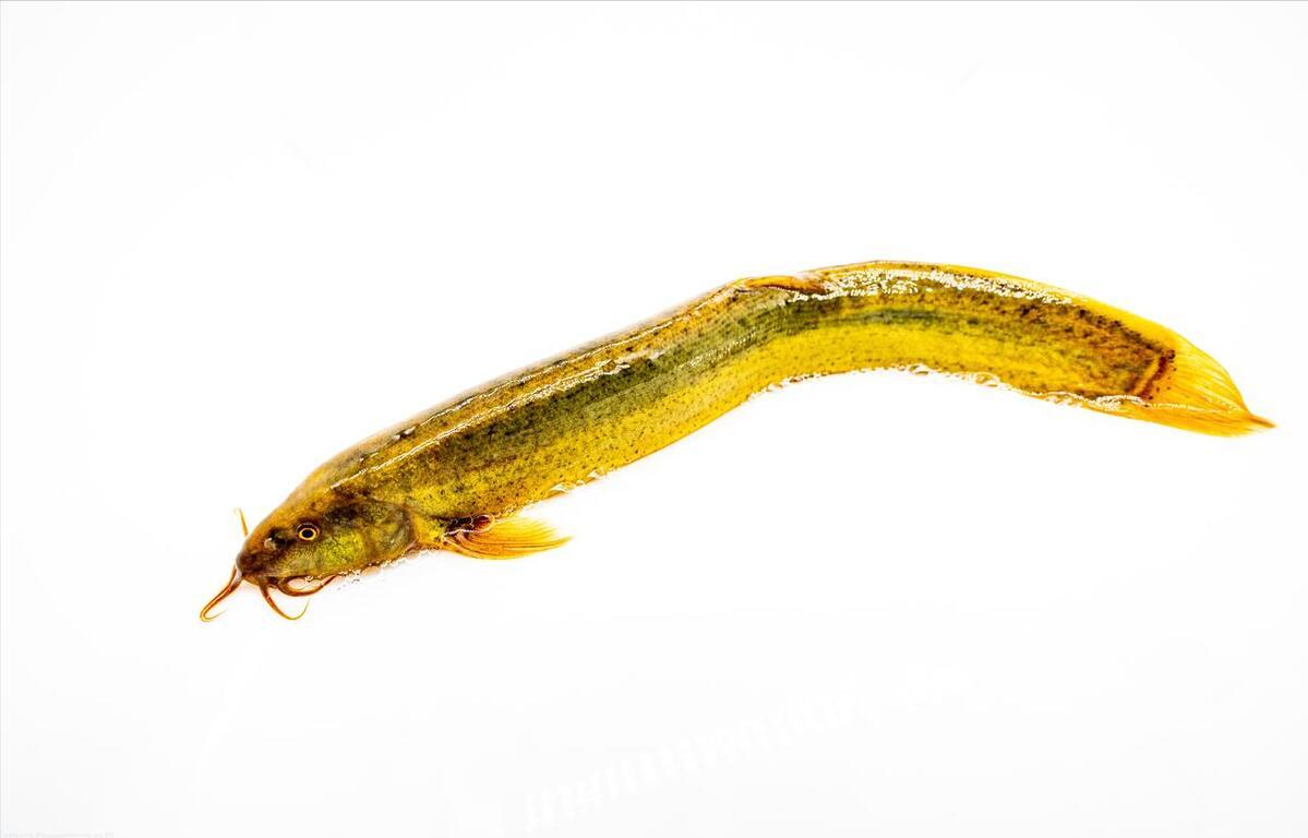 泥鳅水花常见病害及解决方法,泥鳅黄鳝的养殖技术和病害