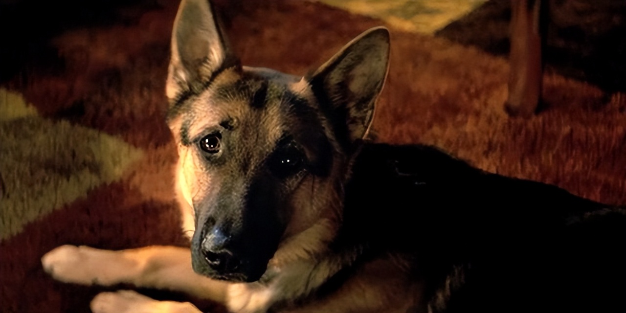 聪明的贝利，表明了动物与人之间的羁绊，表明动物也是有生命的