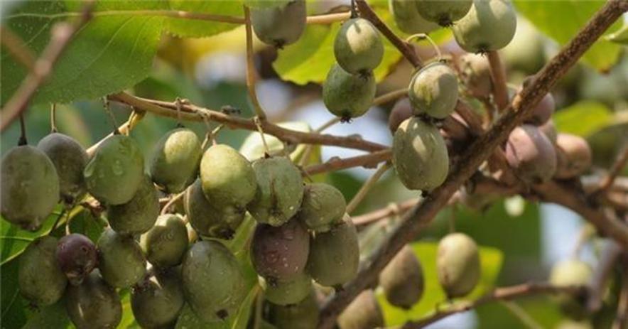 新西兰弄走了湖北猕猴桃，还让中国人付版权费？