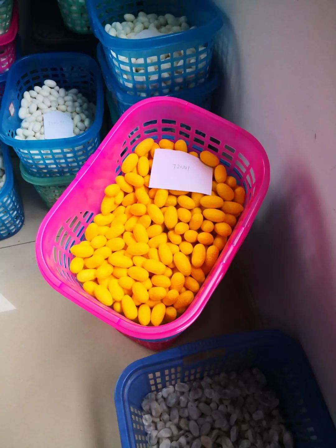 金蚕金丝,金丝蚕和白丝