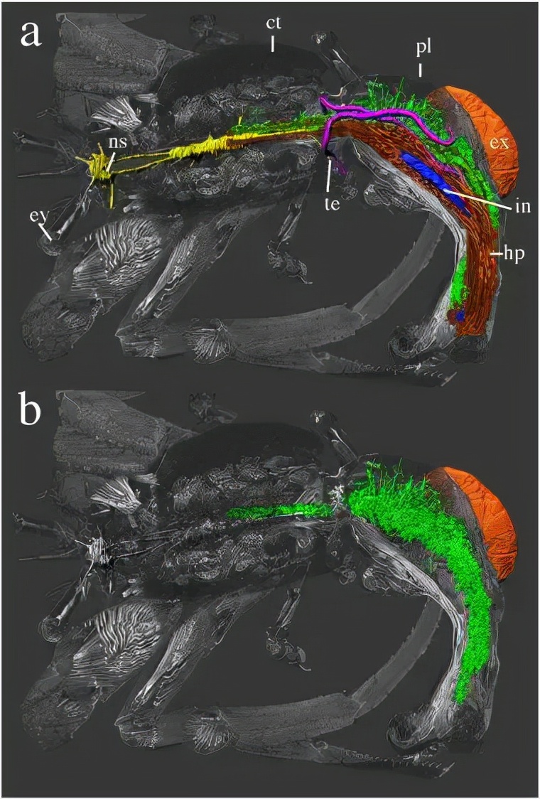 被寄生后的螃蟹还能救回吗,被寄生后的螃蟹长什么样子