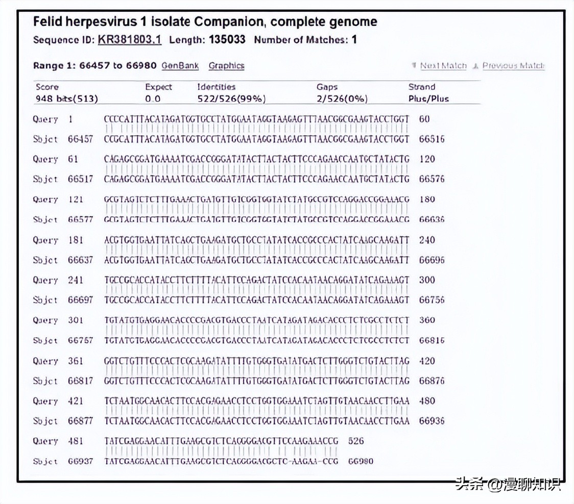 猫会感染人的疾病的图片,猫病毒检测cpr可以测出什么病毒