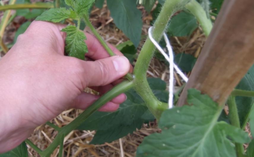 12月家里供暖足，搁阳台养西红柿，埋点肥冬天猛窜个，呼呼结果