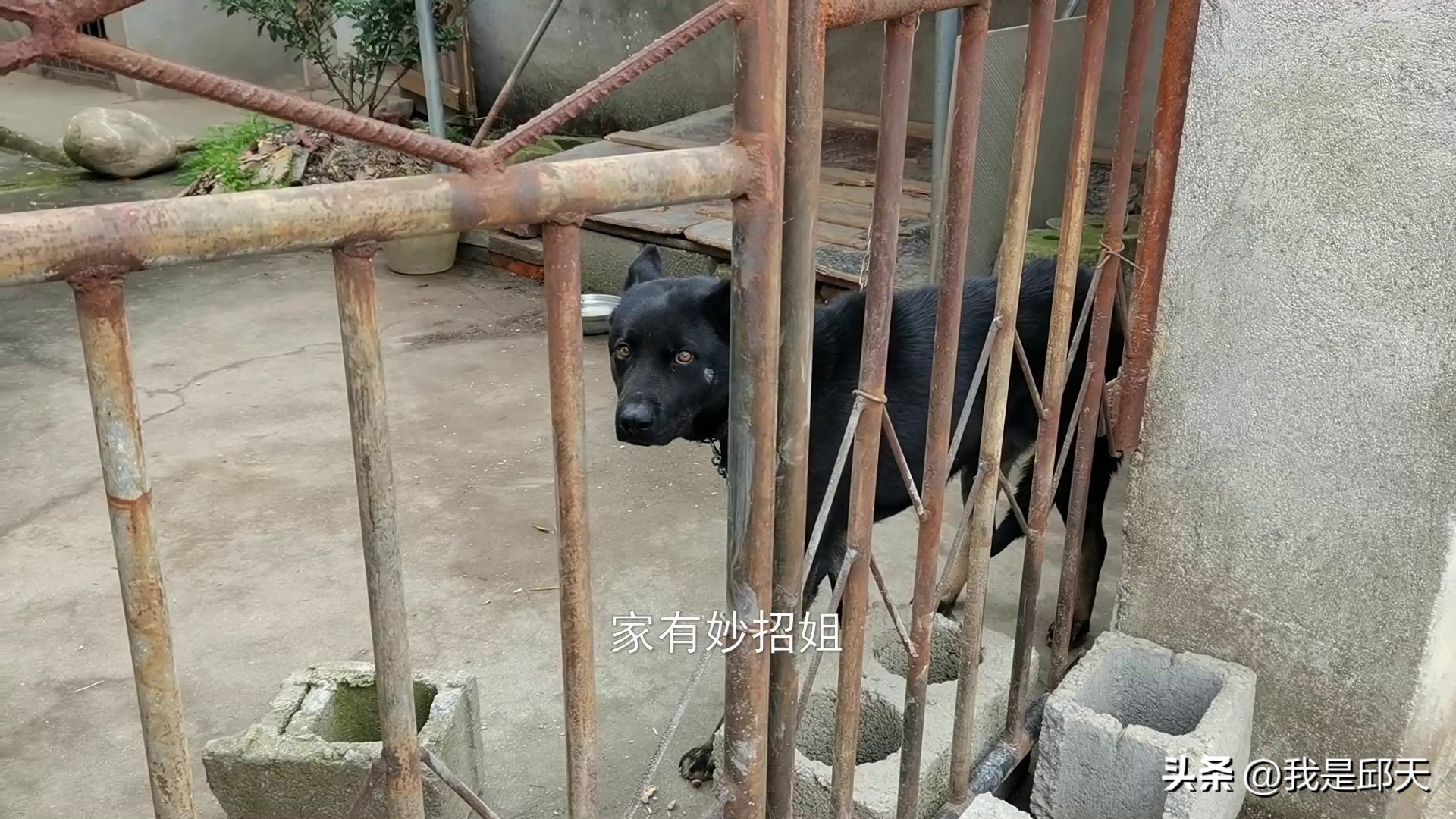 被狗追咬该怎么解决,被狗追咬时该如何自救