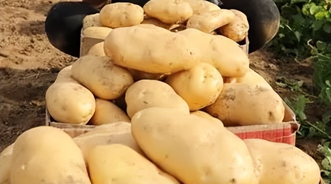 「品牌展播」中国地理标志农产品品牌展播（河南商丘篇-下）