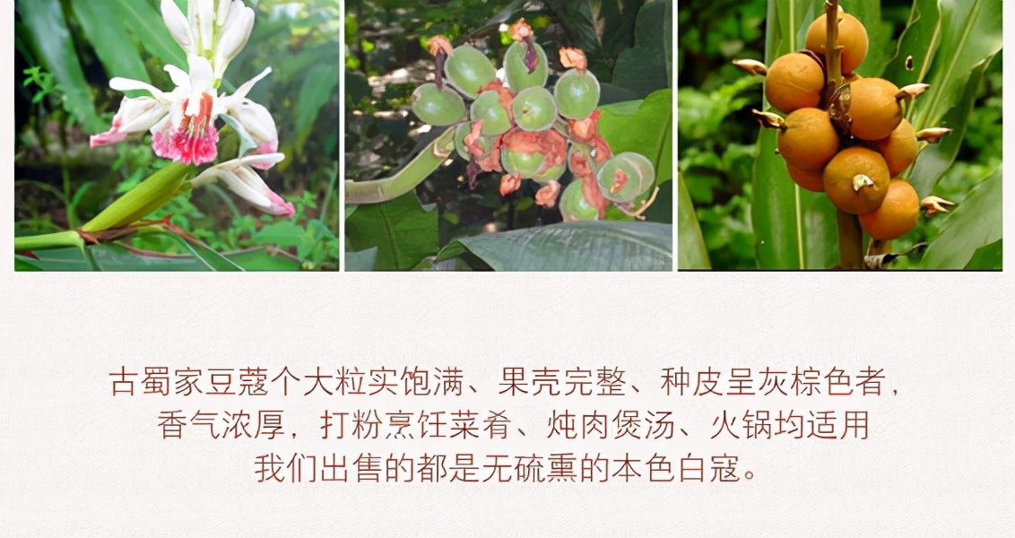 中药白豆蔻功效与作用及禁忌,白豆蔻中药和白豆蔻香料有区别吧