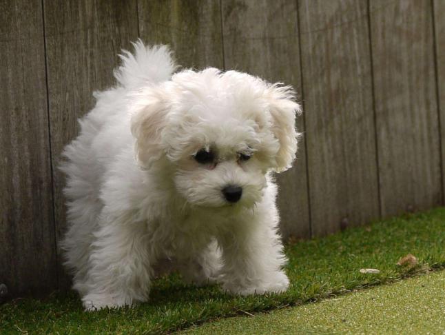 母比熊的优点,比熊应该怎么养才好看呢