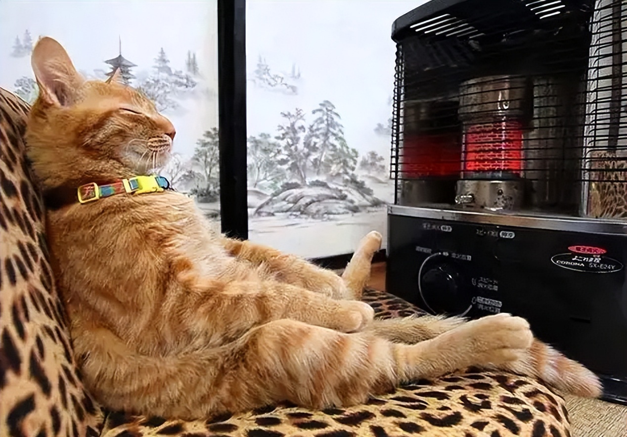 猫咪怕热怕冷是怎么回事,猫咪怕冷的迹象