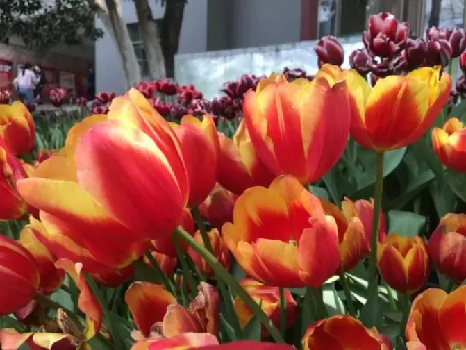 漂亮的郁金香随手一拍都是美景,春天的郁金香花海美得不可方物