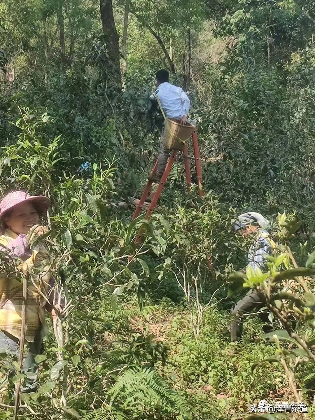为什么茶树的南比北多,茶树生长的原因有哪些