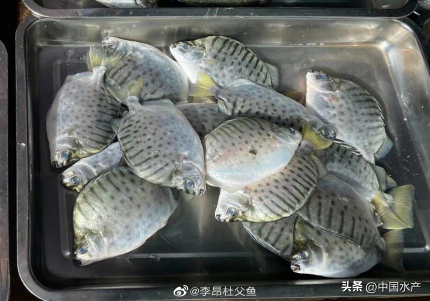 水生外来物种入侵防控工作方案,水生动物防疫