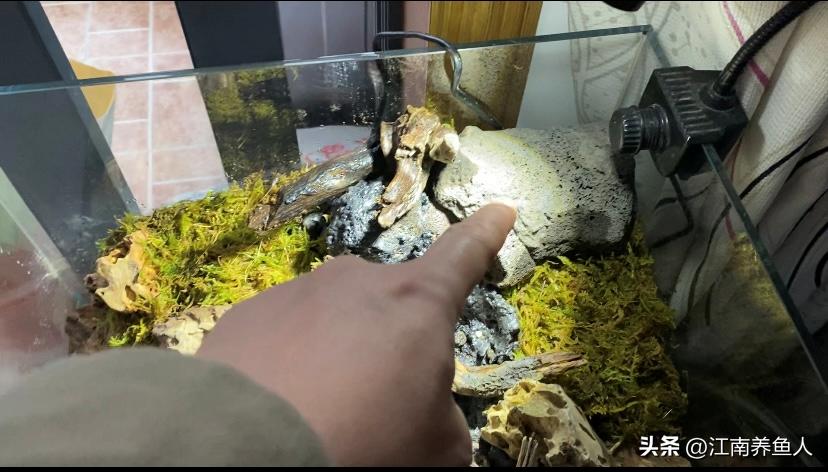 造景缸跟水陆缸一体缸,长方形的缸怎么造景水陆缸