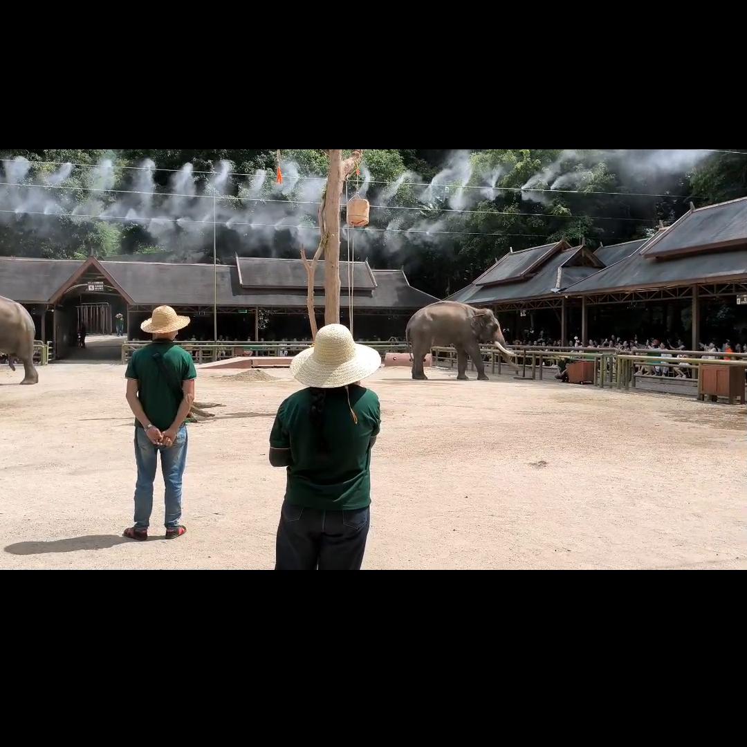 野象谷热带雨林景区,野象谷热带雨林景区表演时间