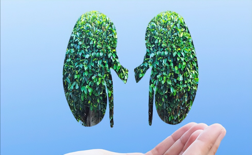 哪几味中药补肾效果最好,这5种食物是天然补肾良方